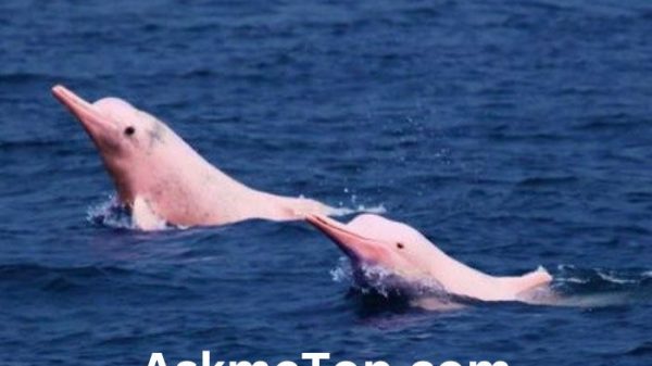the pink river dolphin can change its colour amazon quiz