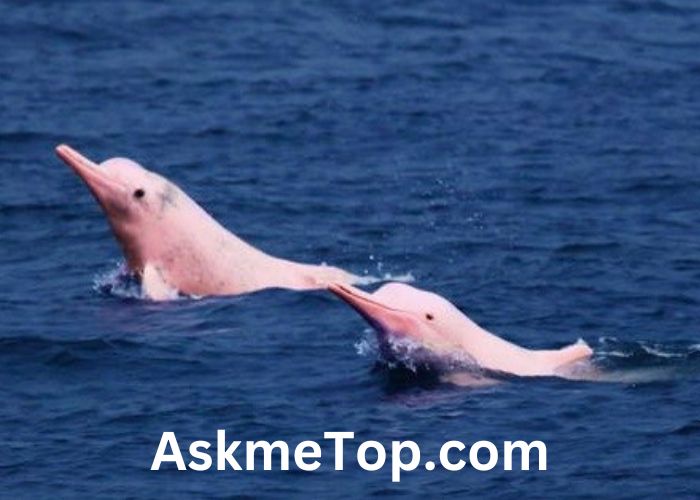 the pink river dolphin can change its colour amazon quiz